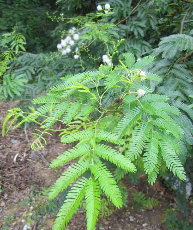 長沙東日園林工程有限公司,長沙園林綠化工程,長沙綠化養護管理